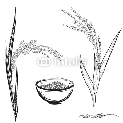 400x400 Hand Drawn Monochrome Vector Illustration Of Rice Plant, Grain - Wheat Plant Sketch
