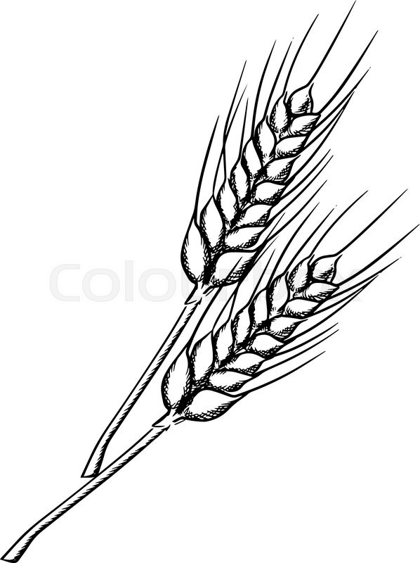 598x800 Organic Farm Ears Of Wheat With Ripe Grains And Stems, Isolated On - Wheat Plant Sketch