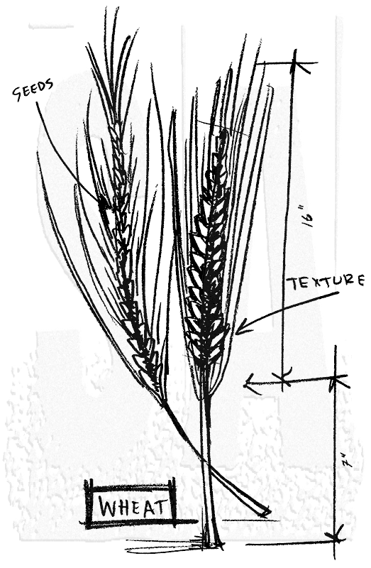 523x800 Tim Holtz Wood Mounted Stamp - Wheat Plant Sketch