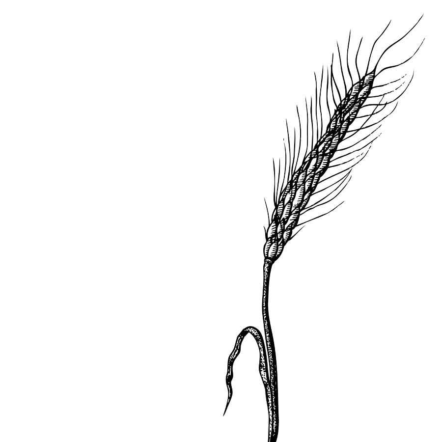 900x900 Wheat Drawing By Karl Addison - Wheat Plant Sketch