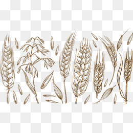 260x260 Wheat Plant Png, Vectors, Psd, And Clipart For Free Download Pngtree - Wheat Plant Sketch