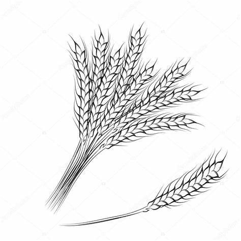 Wheat Plant Sketch at PaintingValley.com | Explore collection of Wheat ...