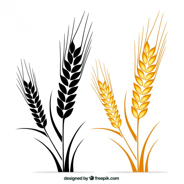 626x626 Wheat Vectors, Photos And Psd Files Free Download - Wheat Plant Sketch