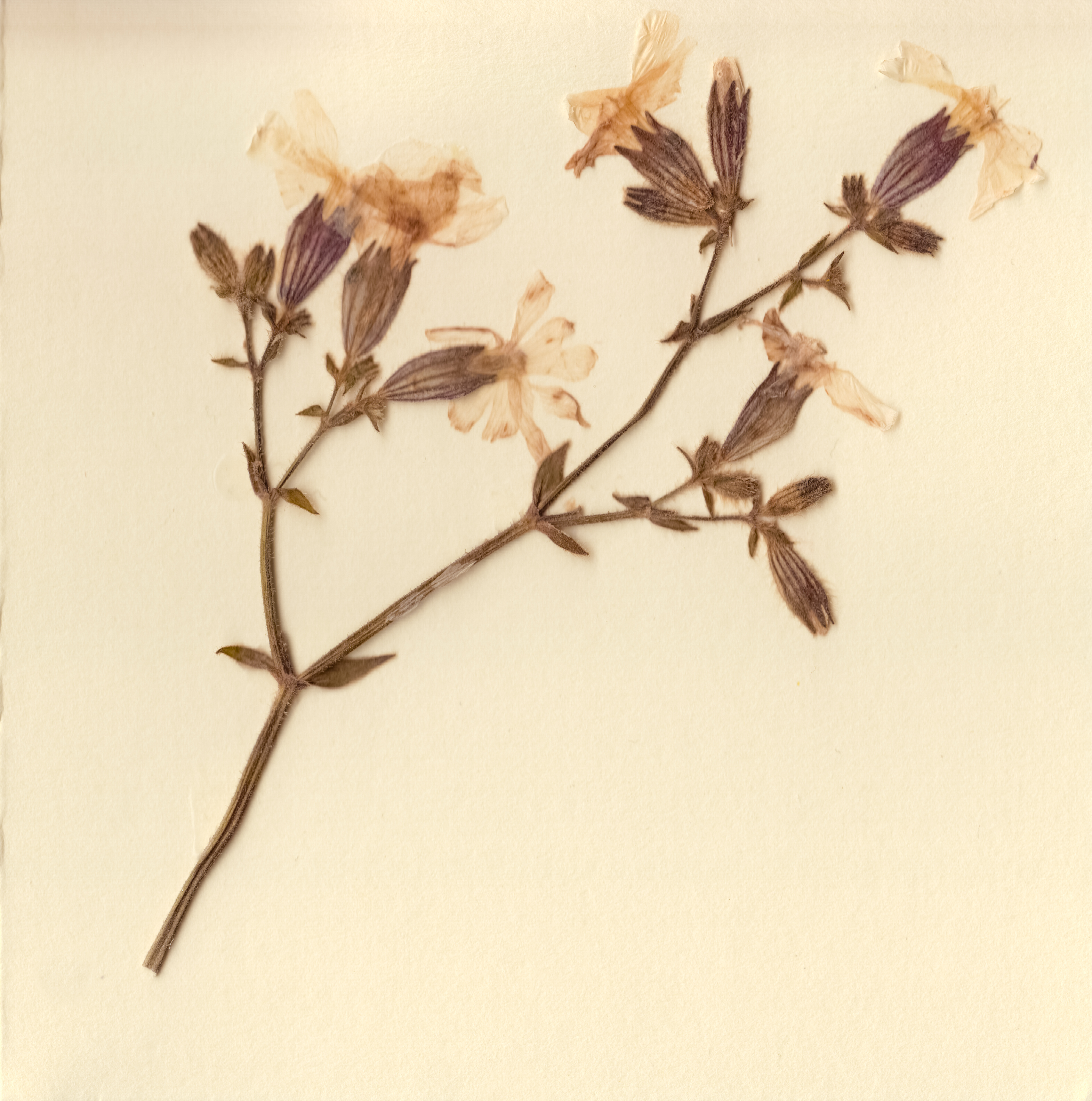 3140x3164 Free Images Branch, Wheat, Leaf, Flower, Produce, Twig, Flowers - Wheat Plant Sketch