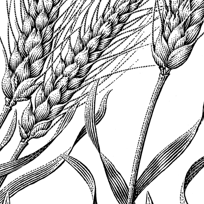 400x400 Drawn Wheat Sketch - Wheat Sketch