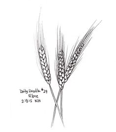 236x268 Drawn Wheat Sketch - Wheat Sketch