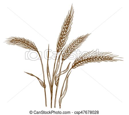 450x400 Ears Of Wheat. Vector Sketch On White Background. - Wheat Sketch
