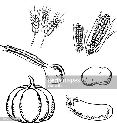 405x426 Ripe Autumn Vegetables And Wheat Sketch Icons Premium Clipart - Wheat Sketch