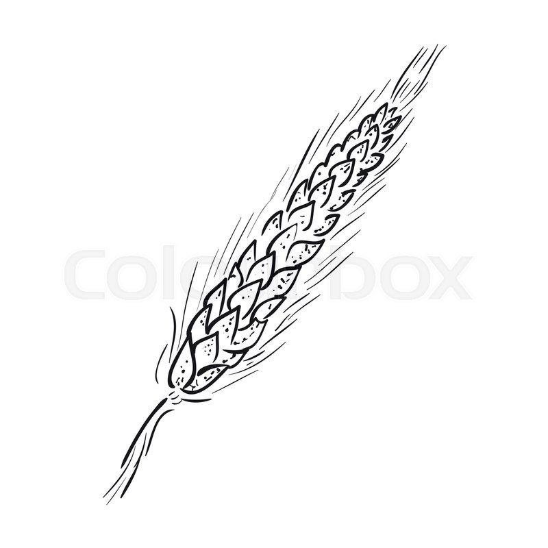 800x800 Sketch Ear Of Wheat Hand Drawn Vector Illustration. Black Ear - Wheat Sketch