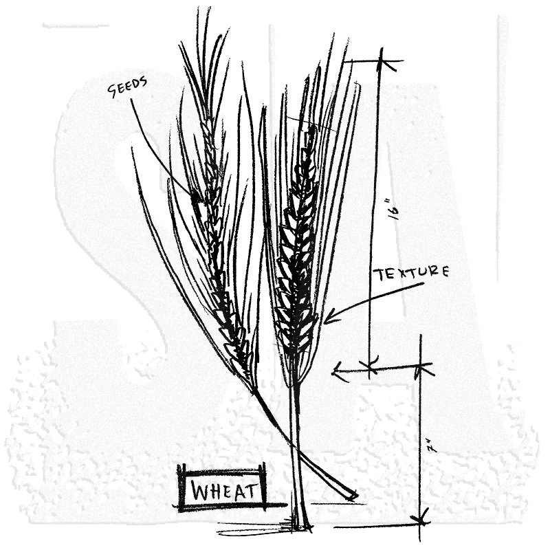 800x800 Tim Holtz Wood Mounted Stamp - Wheat Sketch