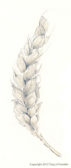 271x640 Tracy A Franklin - Wheat Sketch