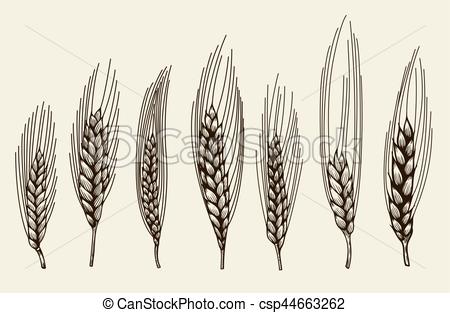 450x313 Vector Hand Drawn Wheat Ears Sketch Doodle Isolated On Beige Clip - Wheat Sketch