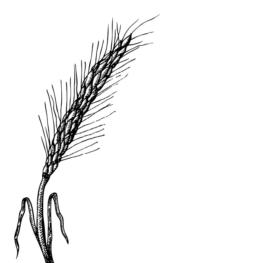 900x900 Wheat Drawing By Karl Addison - Wheat Sketch