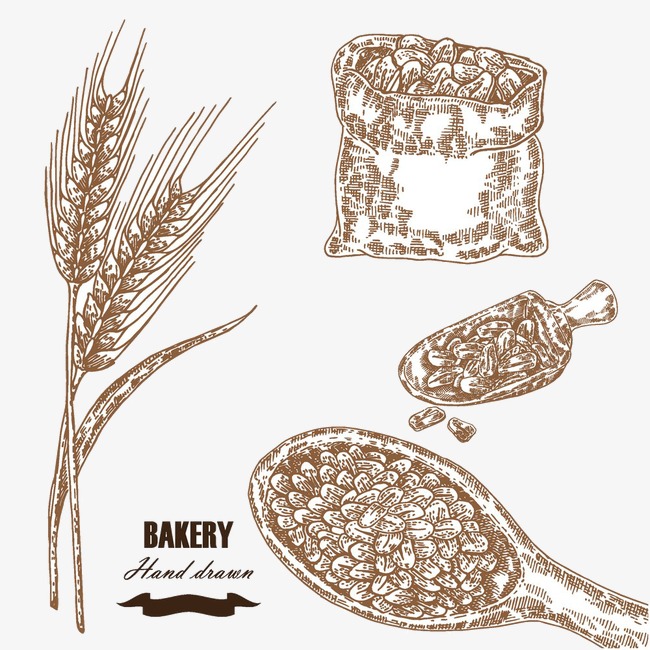 650x650 Wheat Sketch, Wheat Vector, Sketch Vector, Wheat Png And Vector - Wheat Sketch