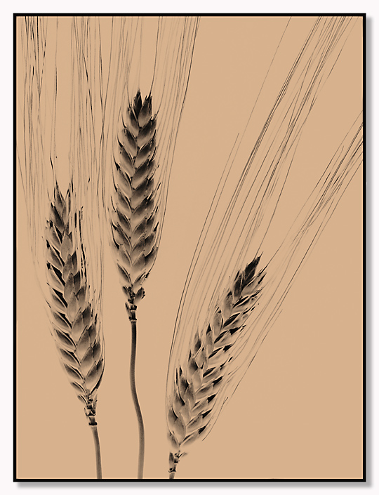 540x705 Wheat Sketch By Mfc Photo - Wheat Sketch