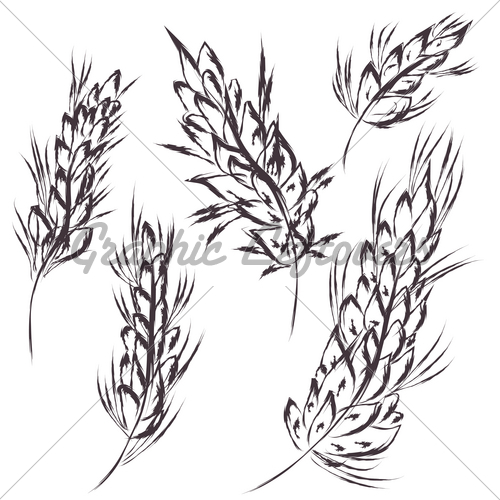 500x500 Wheat Sketches Gl Stock Images - Wheat Sketch