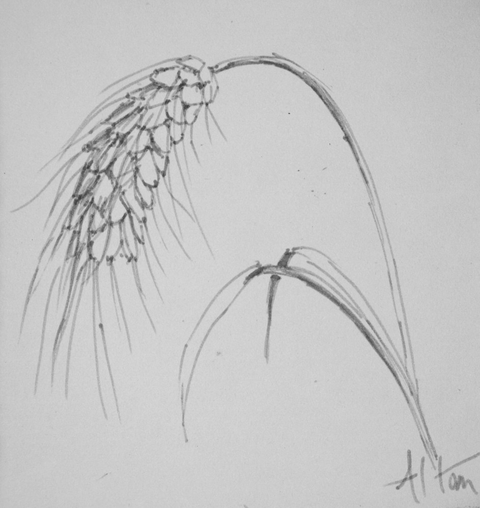 943x999 Artiqueryrose Wheat A Nature Sketch - Wheat Sketch