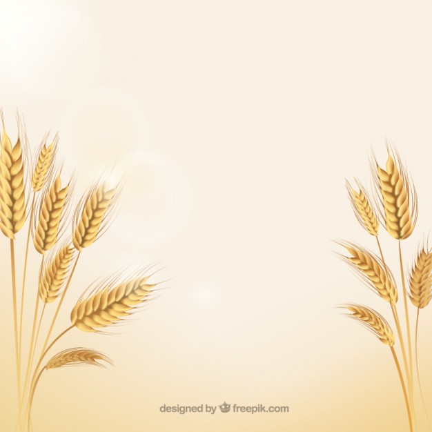 626x626 Wheat Vectors, Photos And Psd Files Free Download - Wheat Sketch