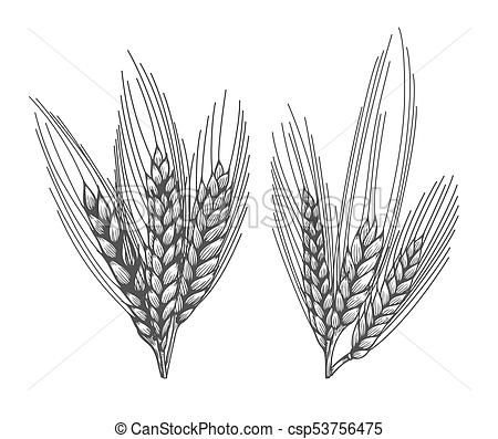 450x397 Wheat Bread Ears Sketch Hand Drawn Illustration. Isolated On White. - Wheat Sketch