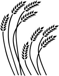 190x245 Wheat Clipart Sketch - Wheat Sketch
