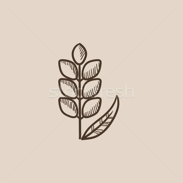 600x600 Wheat Sketch Icon. Vector Illustration Andrei Krauchuk (Rastudio - Wheat Sketch