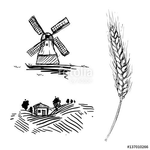 500x500 Hand Drawn Illustration With Mill, Farm And Wheat Sketches. Vector - Wheat Sketch
