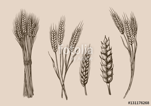 500x351 Wheat Ears Sketch Stock Image And Royalty Free Vector Files On - Wheat Sketch