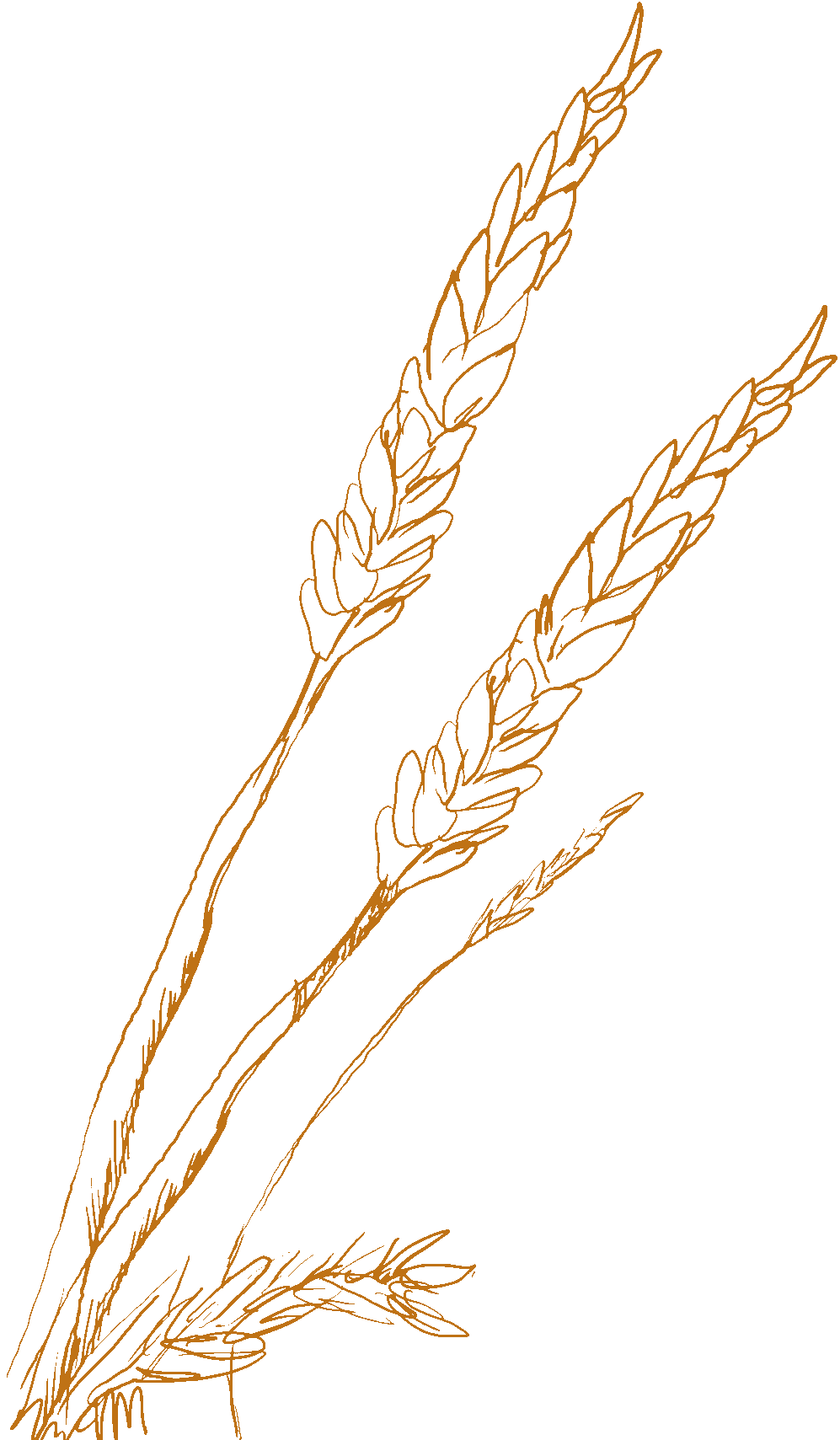 997x1709 Wheat Sketch Wedding Ideas Wheat Tattoo, Tattoos - Wheat Sketch