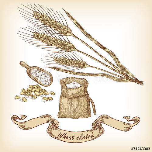 500x500 Bakery Sketch. Hand Drawn Illustration Of Wheat And Grain - Wheat Sketch