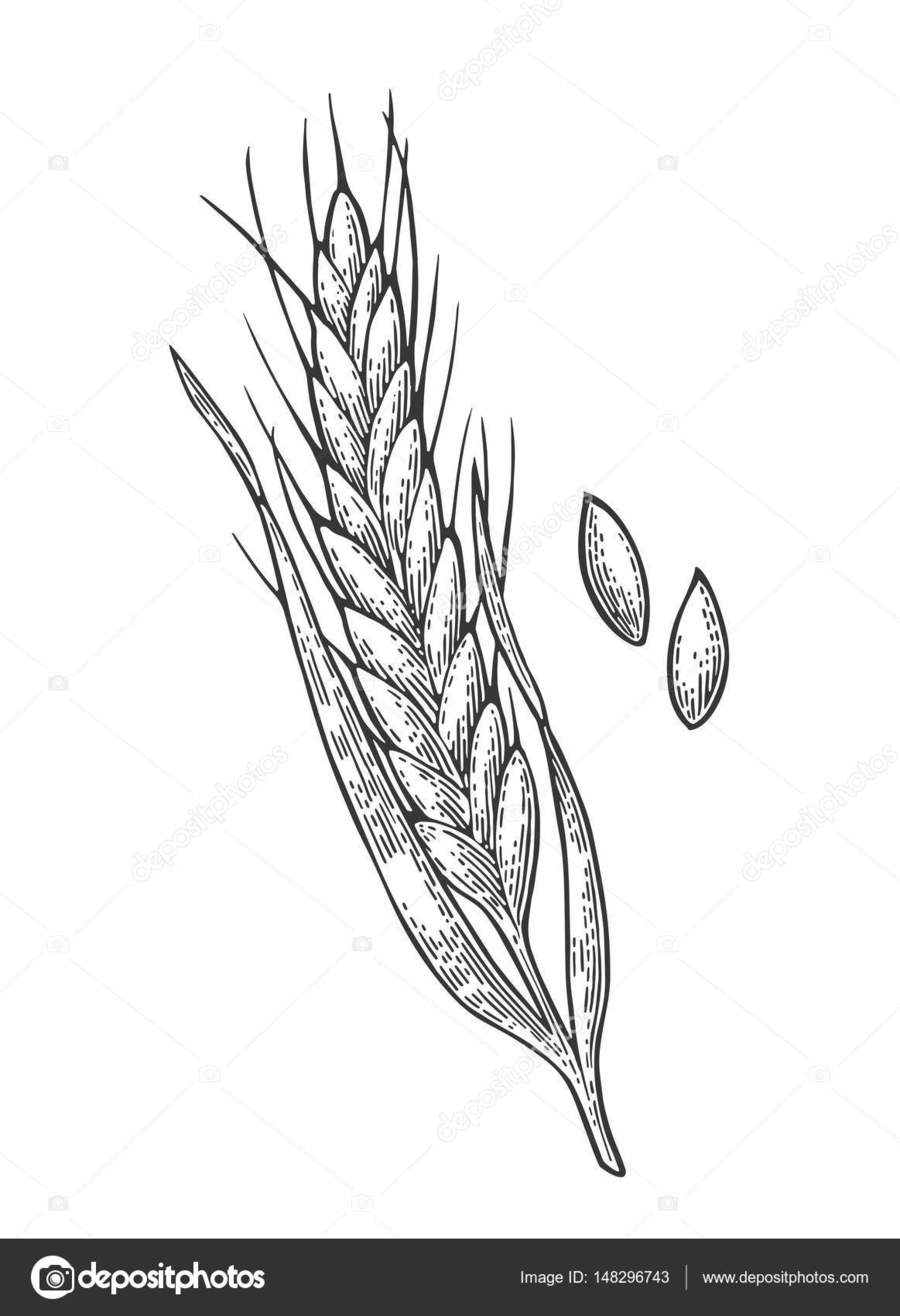 900x1316 Download Malt Engraved Illustration Clipart Beer Beer - Wheat Sketch