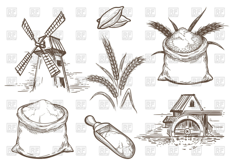 900x655 Download Wheat Flour Hand Drawn Clipart Wheat Flour Wheat - Wheat Sketch