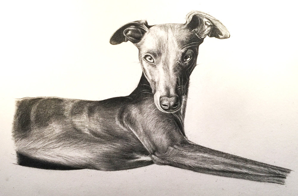 1000x659 Photorealistic Whippet Art Commissions Dog Art Horse Art - Whippet Sketch