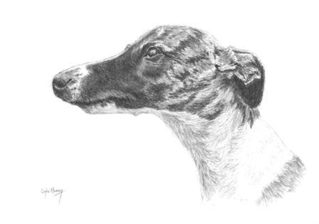 Whippet Sketch at PaintingValley.com | Explore collection of Whippet Sketch