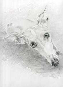 220x300 That Whippet Look! Pencil Drawing Of Whippet Looking Up Paulette - Whippet Sketch
