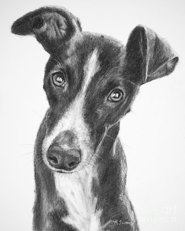 720x900 Whippet Black And White Drawing By Kate Sumners - Whippet Sketch