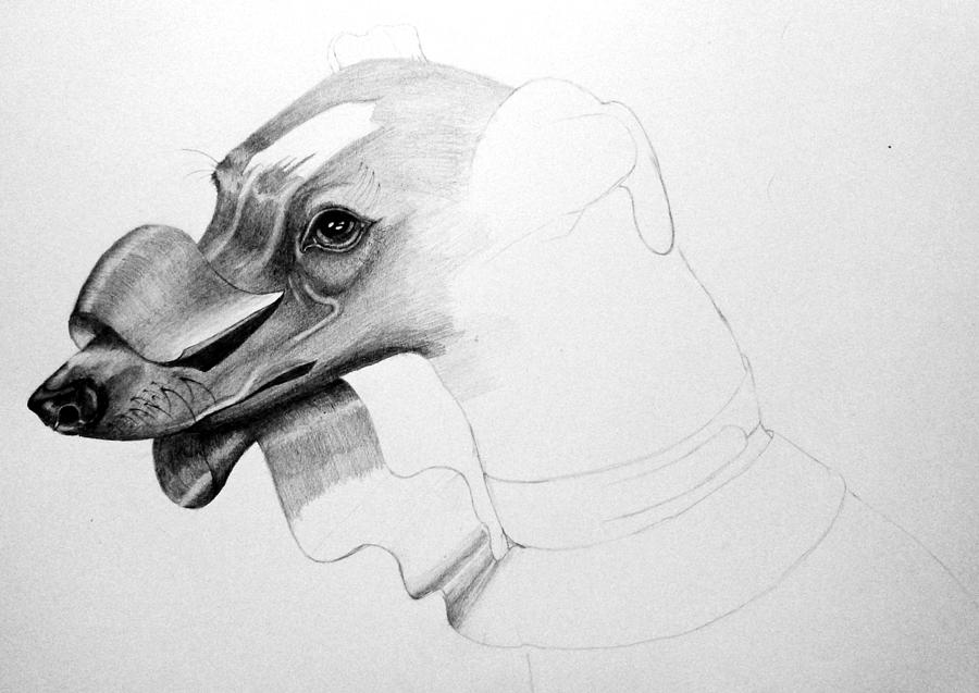 900x637 Whippet Drawing By Jf Mondello - Whippet Sketch