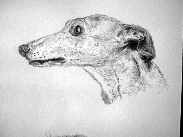 640x480 Whippet Head - Whippet Sketch
