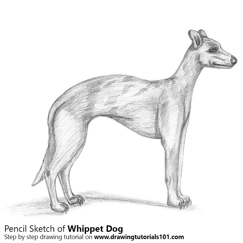 800x800 Whippet Pencil Drawing - Whippet Sketch