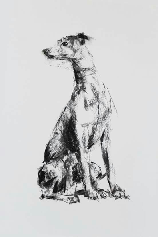 552x827 Whippet Sketch, Charcoal On Paper, By Justine Osborne Of Paint My - Whippet Sketch