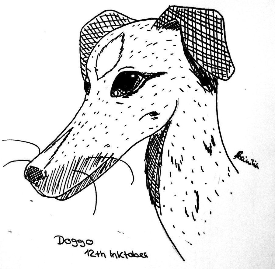 904x884 Whippet Sketch - Whippet Sketch