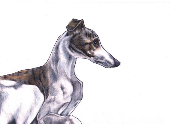 570x415 Whippet Art Print From Original Colour Pencil Drawing By Jim Etsy - Whippet Sketch