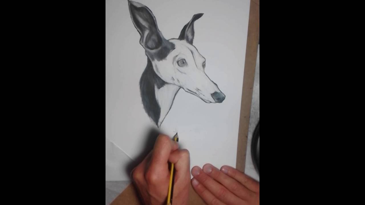 1280x720 Whippet Drawing, Colour Pencil Sketch Of Storm The Whippet. - Whippet Sketch