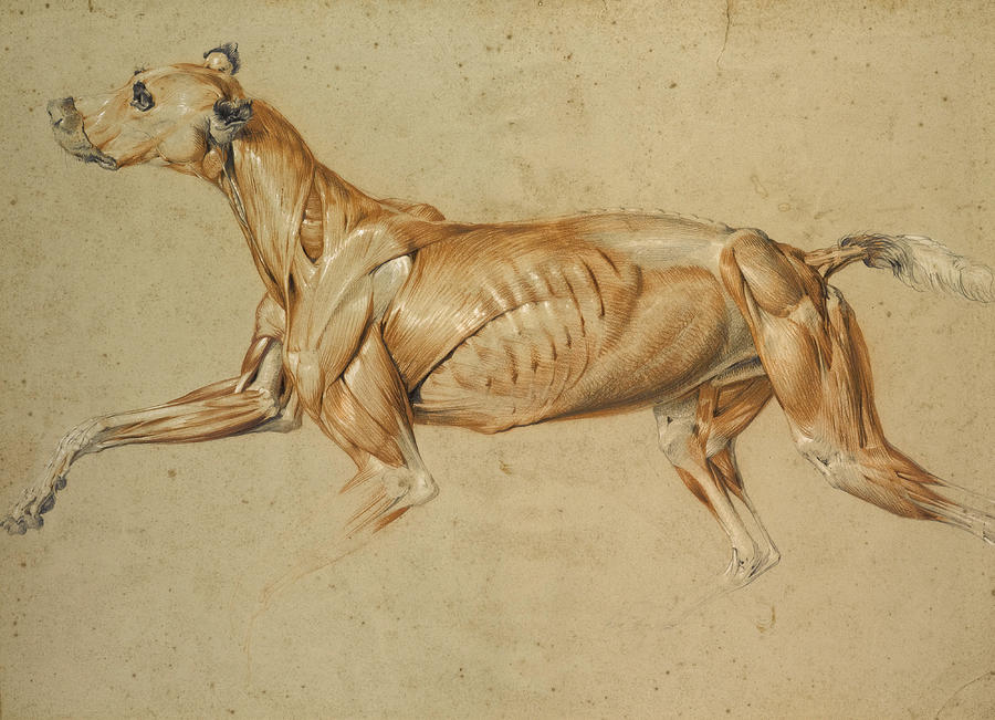 900x651 Ecorche Drawing Of A Whippet Drawing By Edwin Landseer - Whippet Sketch