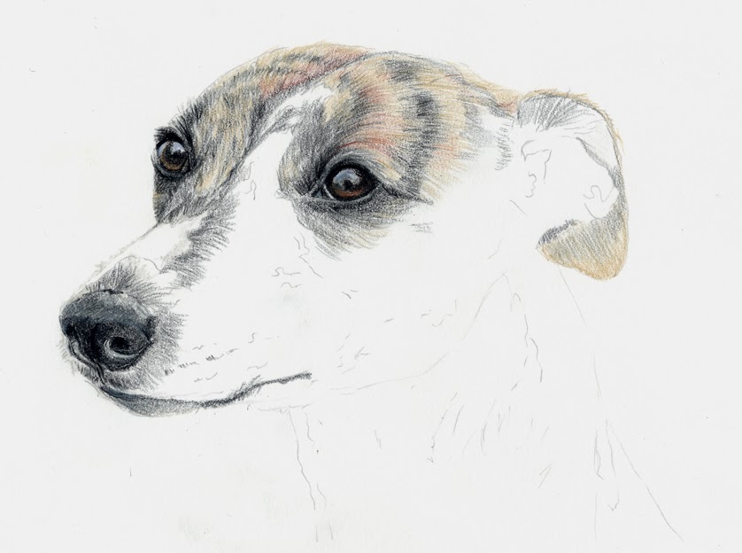 838x624 Fur In The Paint Whippet Sketch - Whippet Sketch