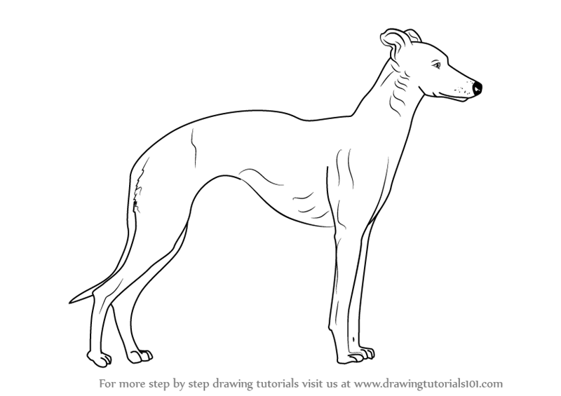 800x565 Learn How To Draw A Whippet (Dogs) Step By Step Drawing Tutorials - Whippet Sketch