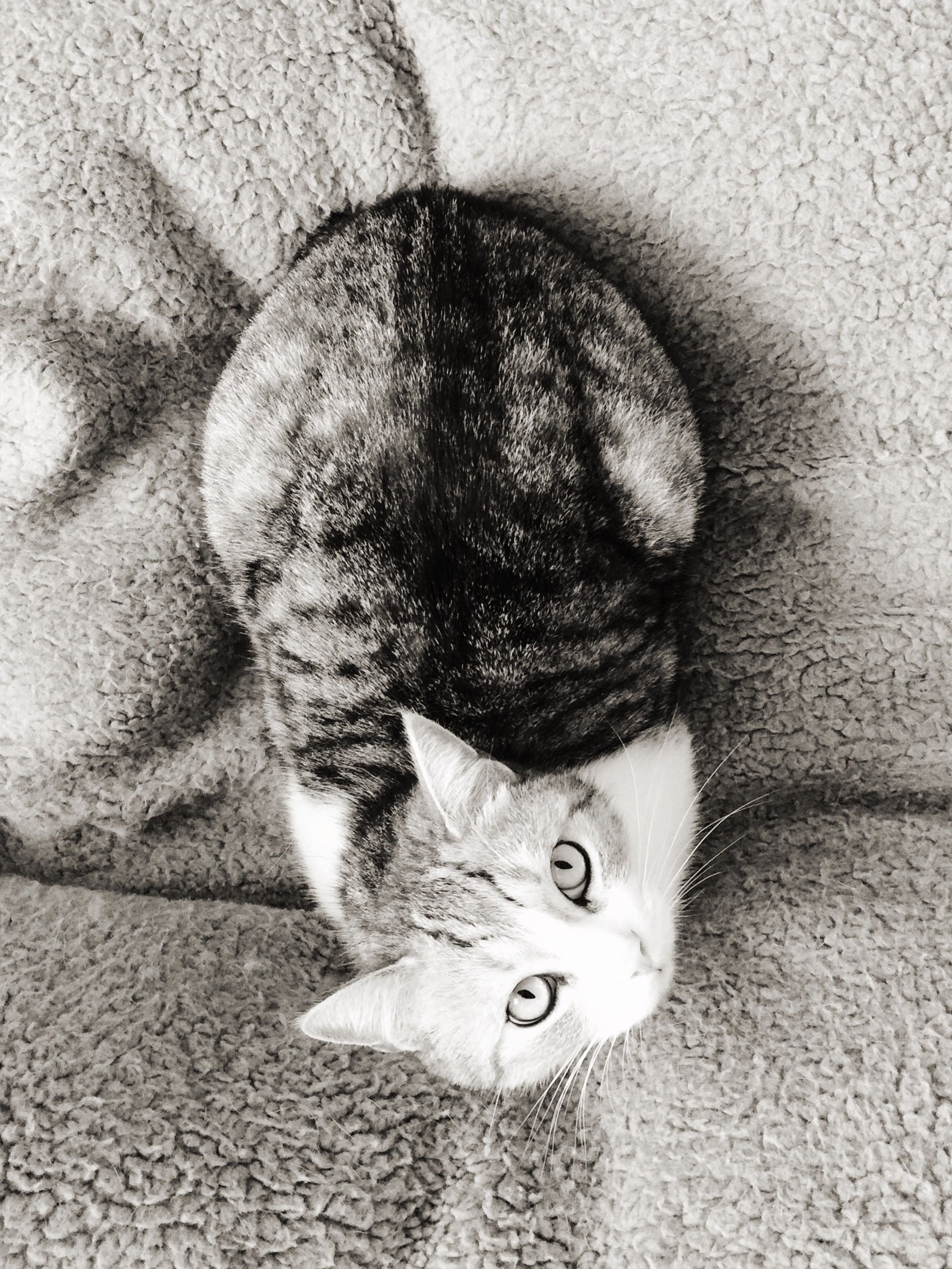 1814x2417 Free Images Black And White, Pet, Kitten, Cat, Feline, Sketch - White Cat Sketch