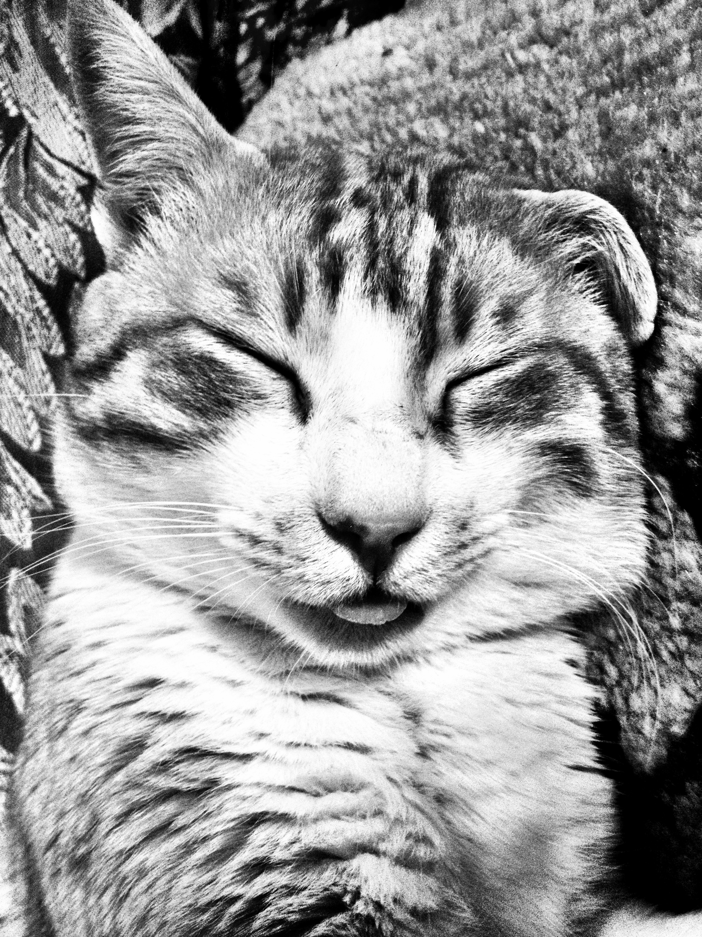 2448x3264 Free Images Black And White, Whiskers, Sketch, Drawing, Tiger - White Cat Sketch