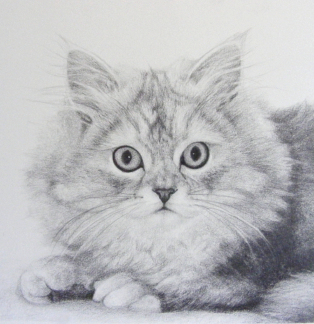 448x463 Pet Portraits - White Cat Sketch