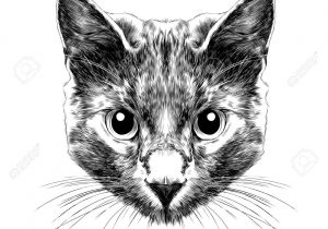 300x210 Cat Black And White Drawing Cat Portrait Hand Drawn Illustration - White Cat Sketch