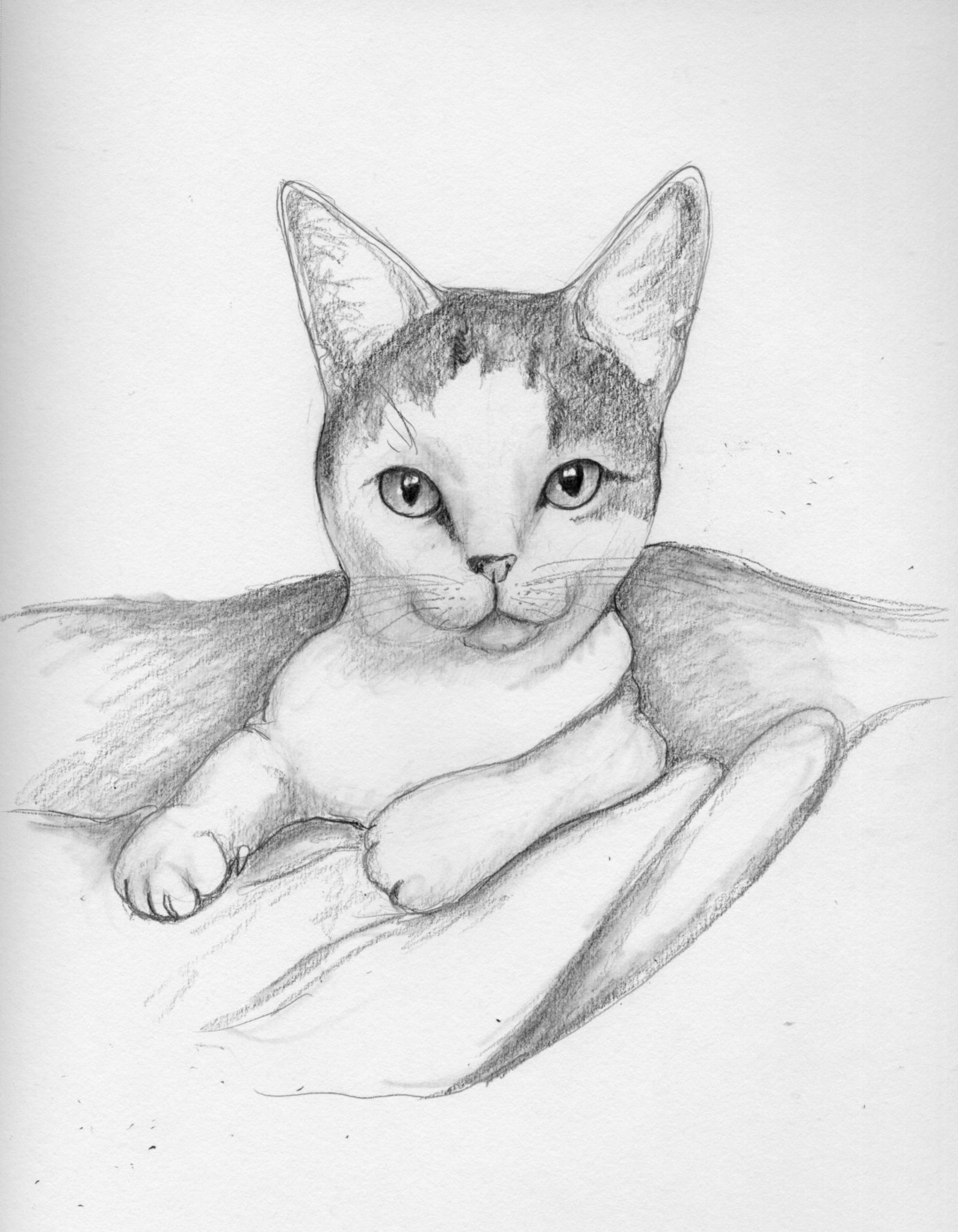 1592x2048 Cat Doodle 36 Miel [Adopted!] 10,000 Bad Drawings - White Cat Sketch
